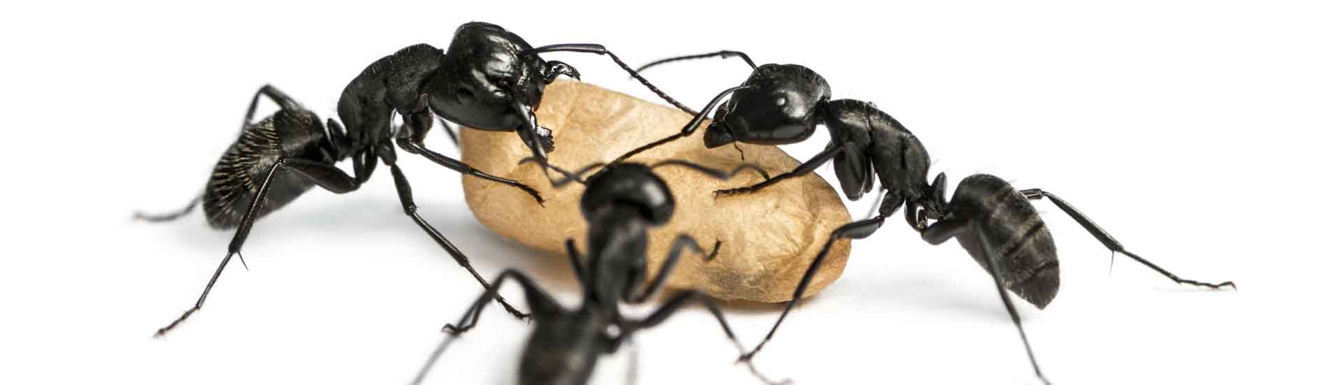 Evans Pest Control Exterminates Ants