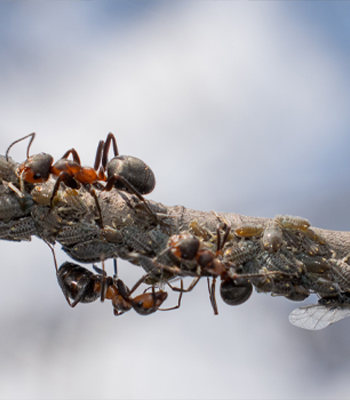 Get A Jump On Springtime Pests And Have A Bug Free Summer