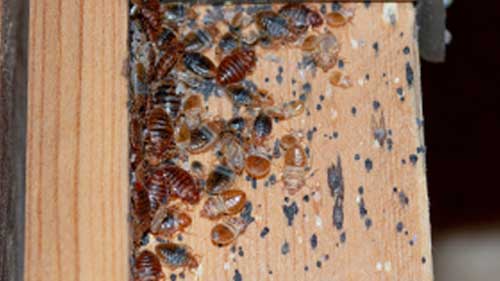 Bed bug treatment service