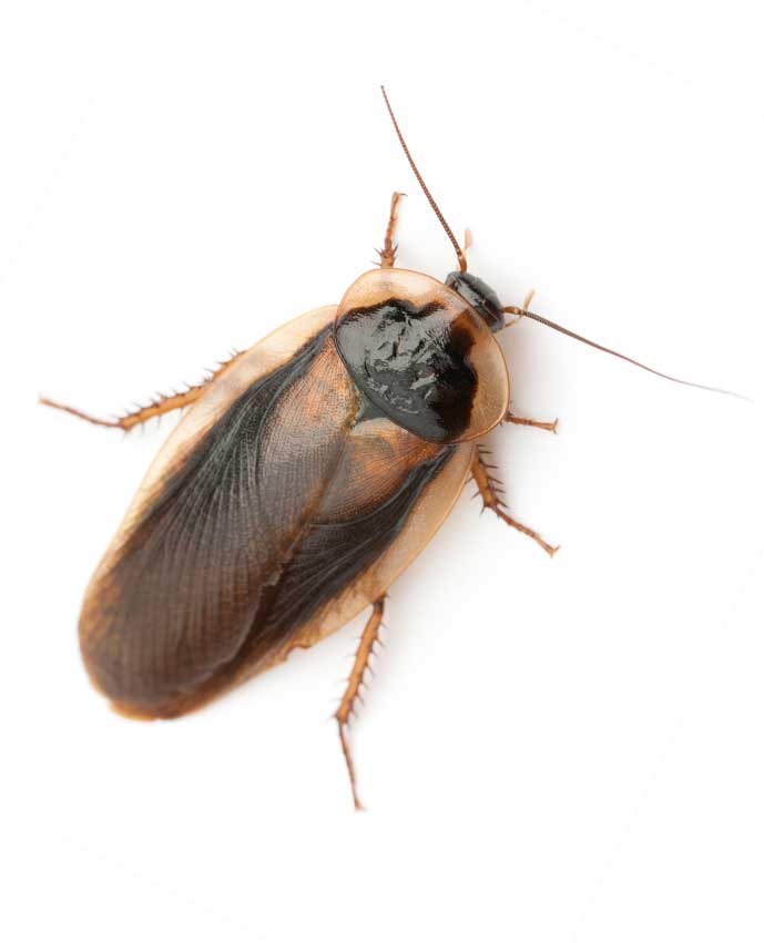 Commercial cockroach control for Philadelphia businesses