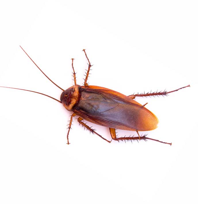 Cockroach prevention and professional control