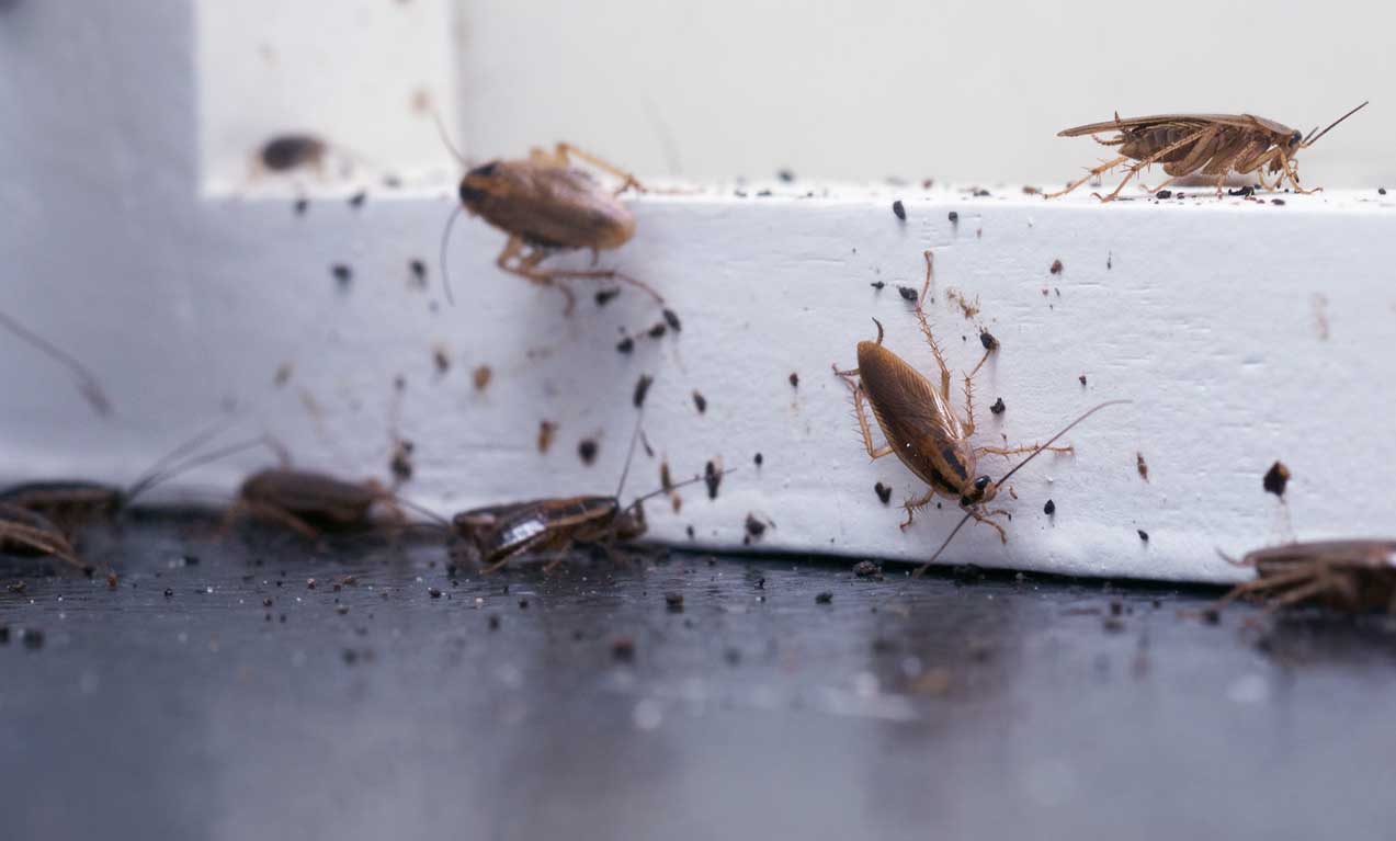 Cockroach control and extermination by Evans Pest Control