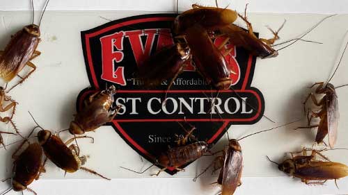 Cockroach control service
