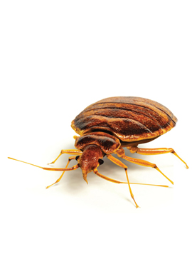 Professional Bed Bug Exterminator In Philadelphia