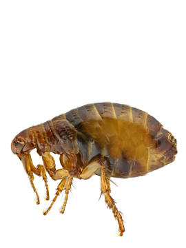 Termite Exterminator In Philadelphia