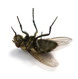 Evans Pest Control Exterminates Flies