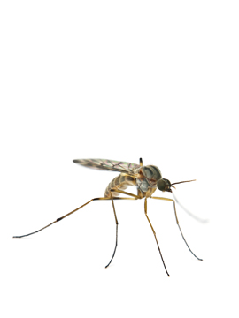 Mosquito Control By Evans Pest Control