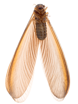 Termite Exterminator In Philadelphia