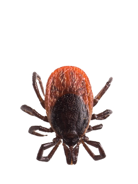 Tick Control In Philadelphia