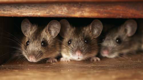Rodent control service