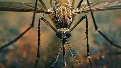 Mosquito control service