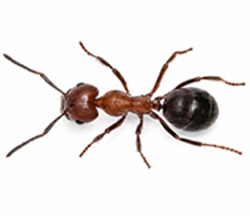 Ant control