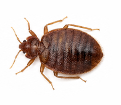 Bed bug control