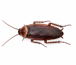 Cockroach control