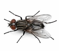 Fly control