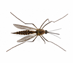 Mosquito control