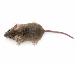 Rodent control
