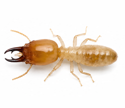 Termite control