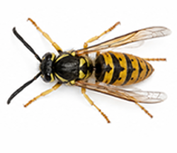 Wasp control