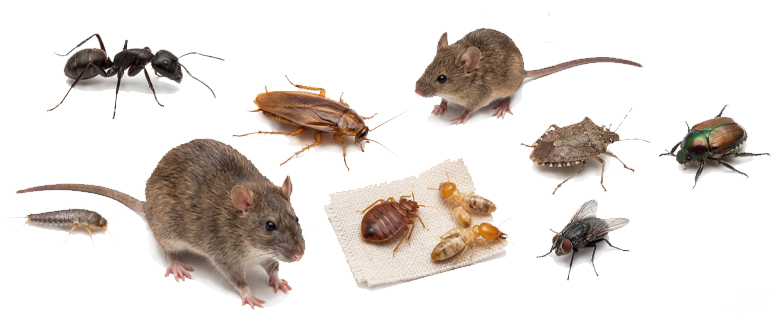 Winter Is Here And So Are The Pests