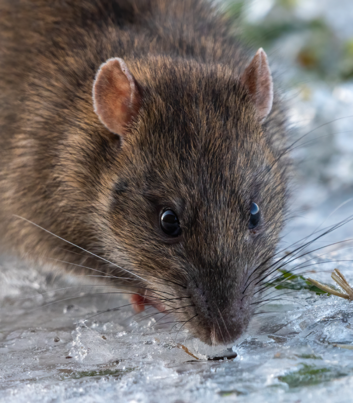 Active rat and mouse problem in Philadelphia