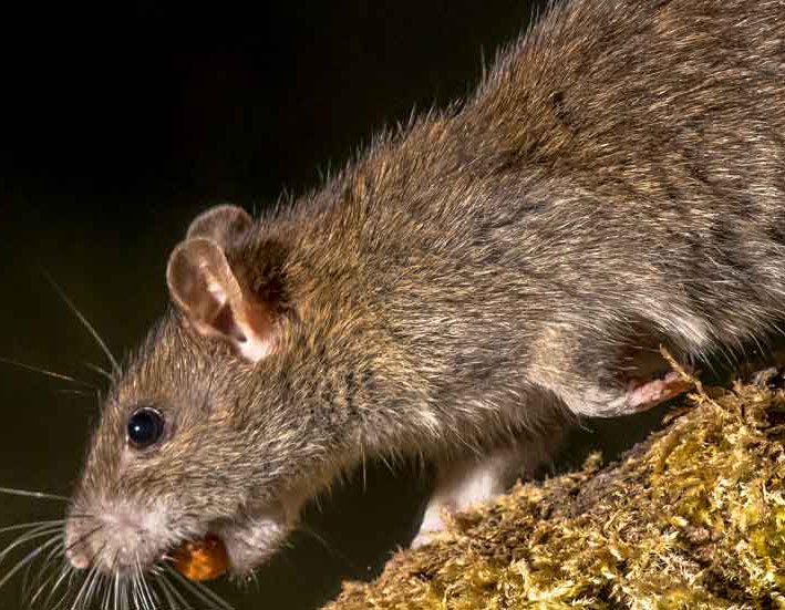 Residential mouse and rat activity
