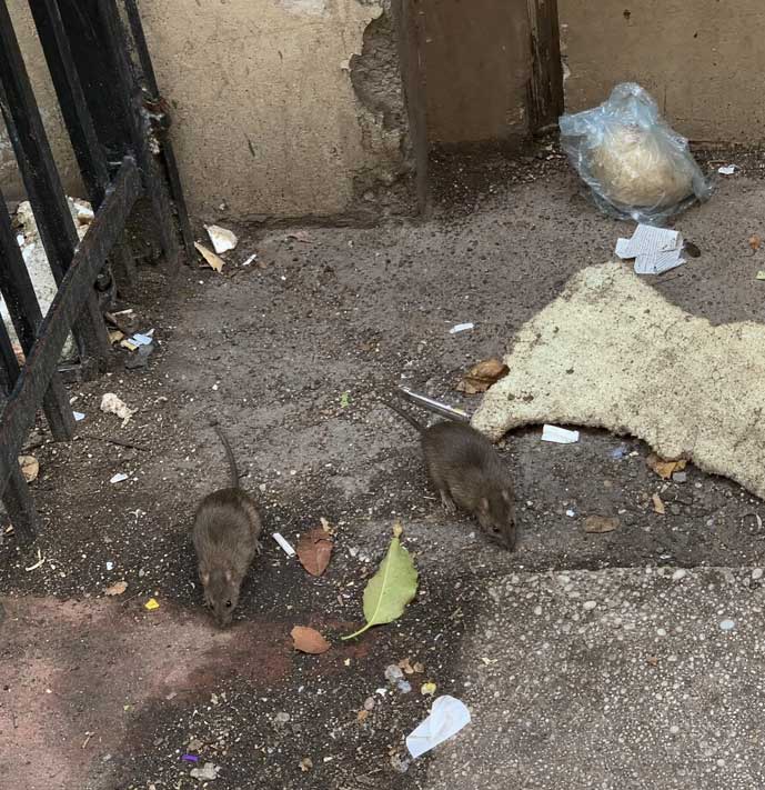 Exterior rat activity and rodent prevention