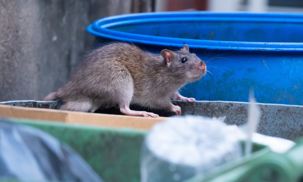 Rat and mouse control by Evans Pest Control in Philadelphia