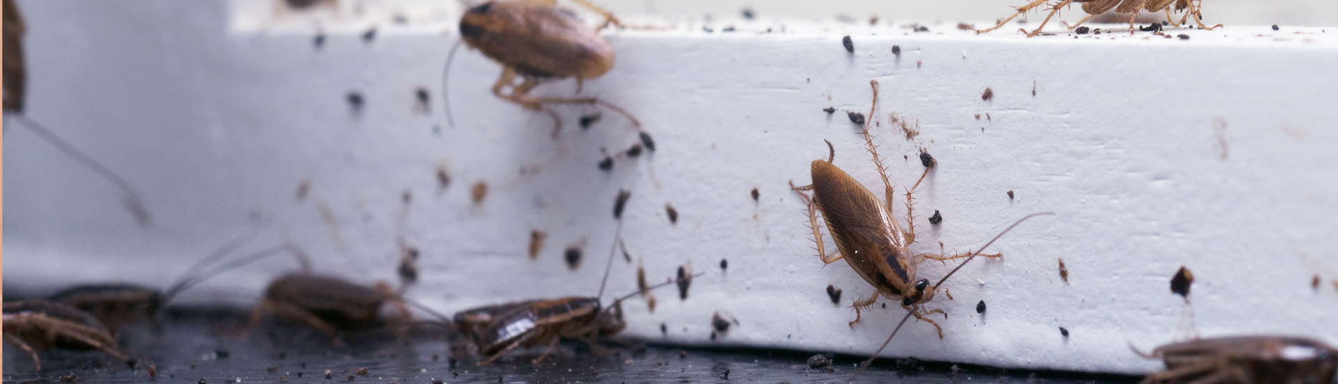 Cockroach Exterminators
