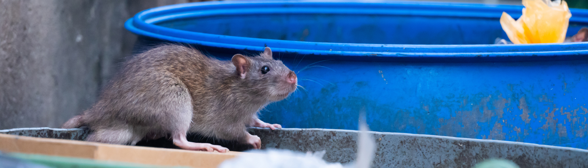 Rats And Mice In Philadelphia Exterminated By Evans Pest Control