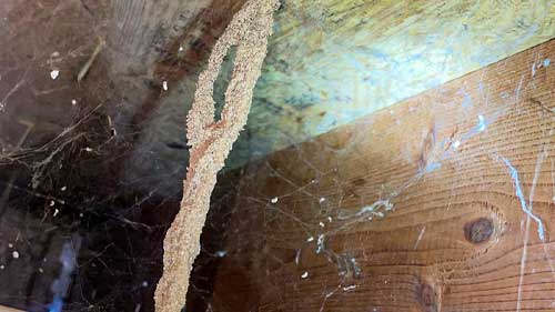 Termite inspection and treatment