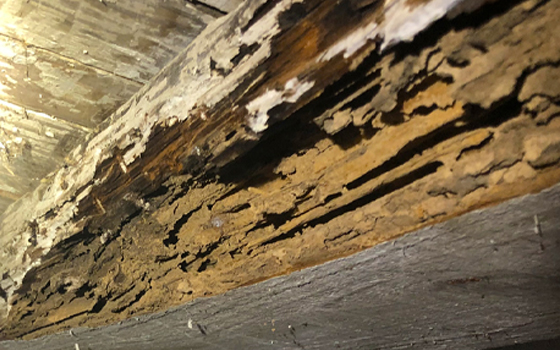 Termite damage and residential termite inspection