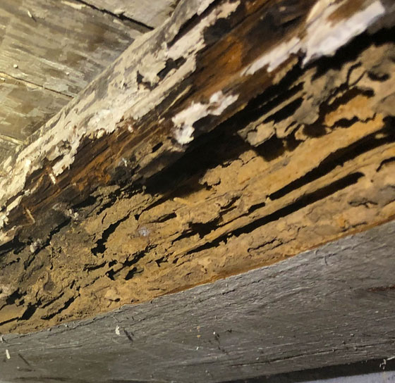 Termite damage and residential termite inspection