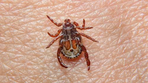 Tick and flea control