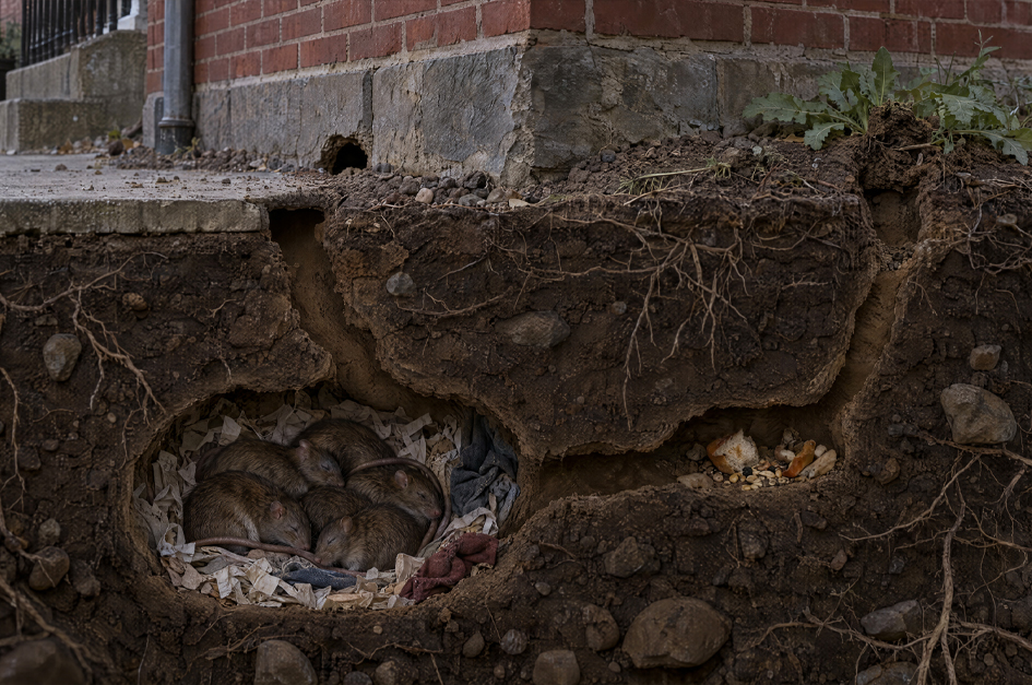 Documentary-style cutaway showing rats in an underground nest and burrows beside a brick building foundation