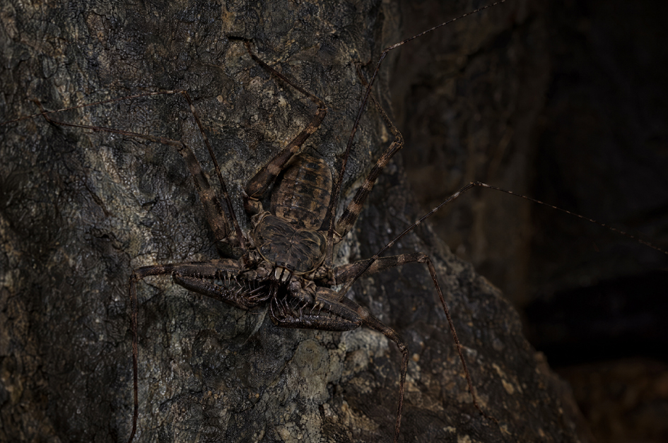 Tailless whip scorpion camouflaged against dark tree bark, with long sensory legs and spiny pedipalps