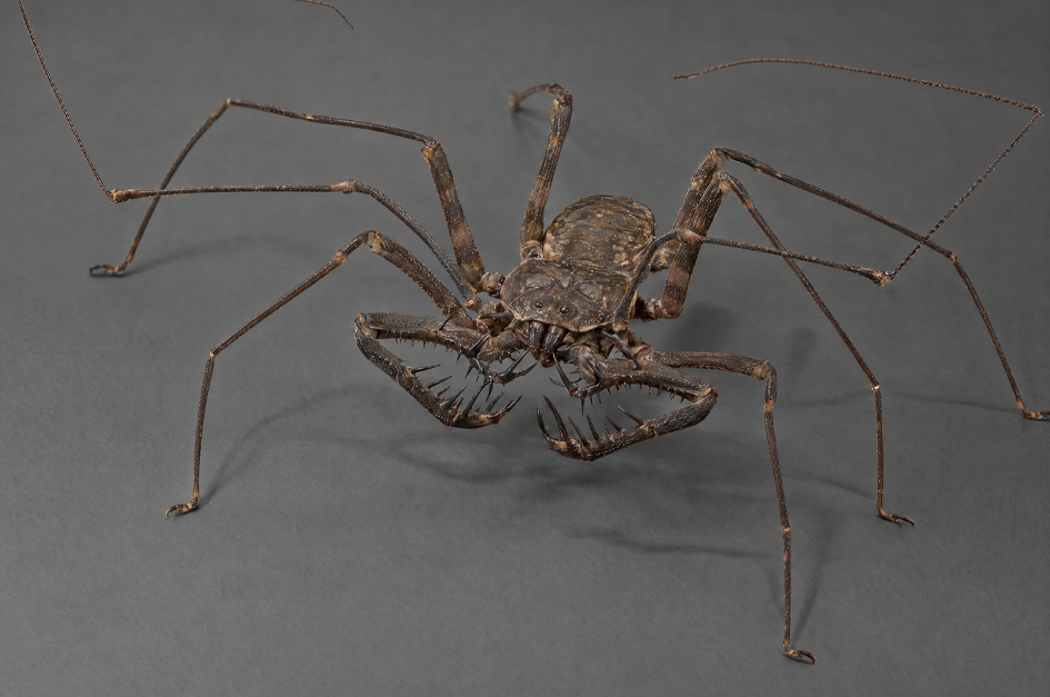 Detailed front view of a tailless whip scorpion showing its spiny grasping pedipalps and exceptionally long sensory legs
