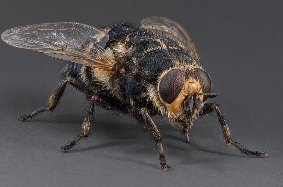 Detailed macro photograph of an adult botfly with large compound eyes and hairy body