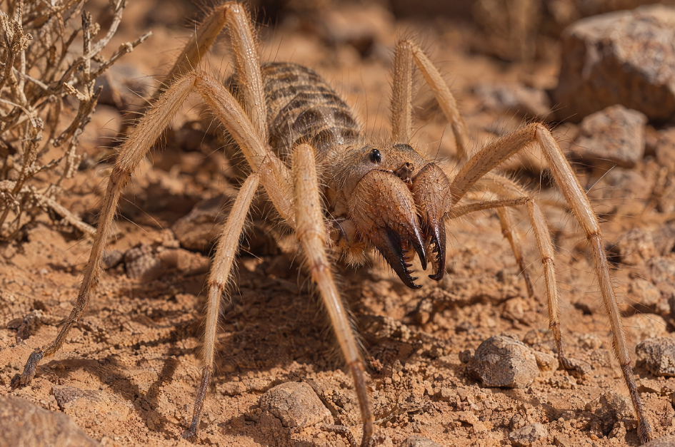 Close view of a camel spider on sandy ground showing its hairy body and powerful jaws