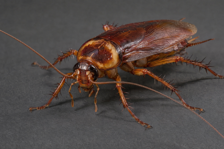 Close-up of a reddish-brown American cockroach showing its long antennae, wings, and spiny legs