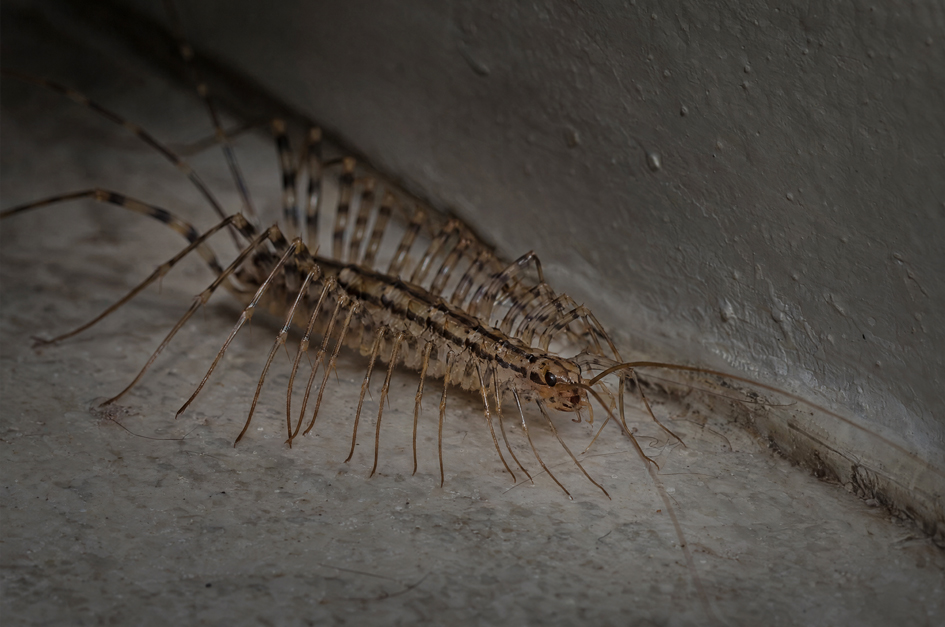 House centipede in a shadowed corner showing its numerous long thin legs