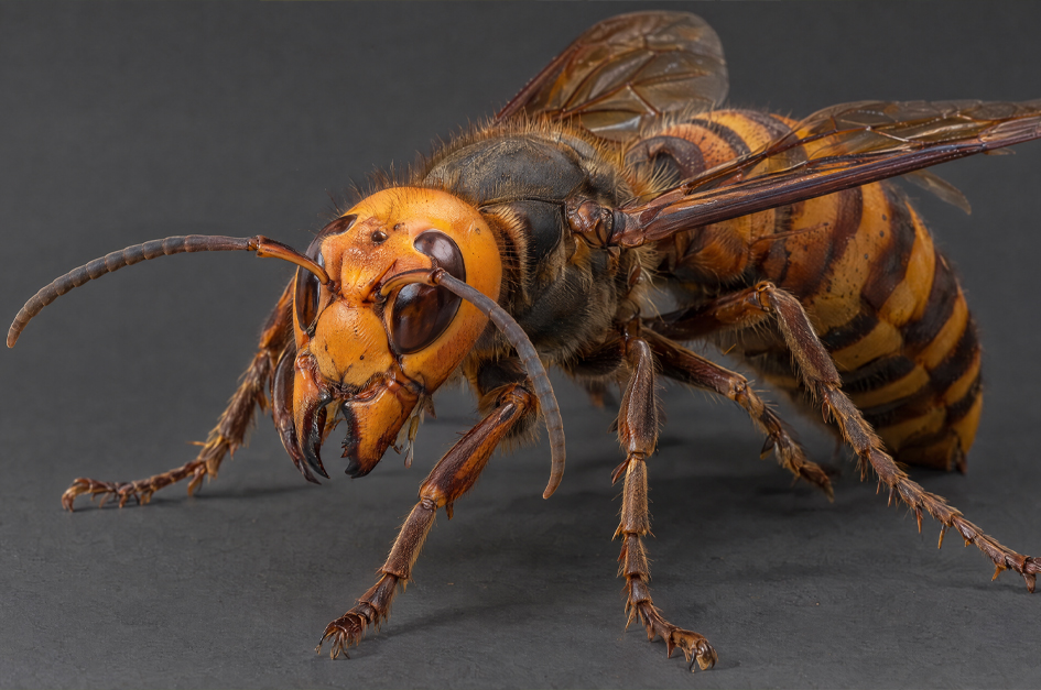 Six Real-Life Creepy Creatures That Make Halloween Monsters Look Harmless