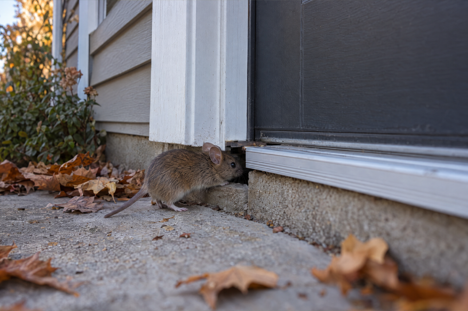 When Pests Start Changing Their Behavior
