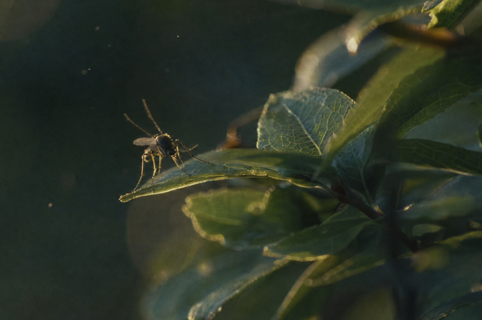 The-Spring-Mosquito-Strategy-Preferred-By-Evans-Pest-Control