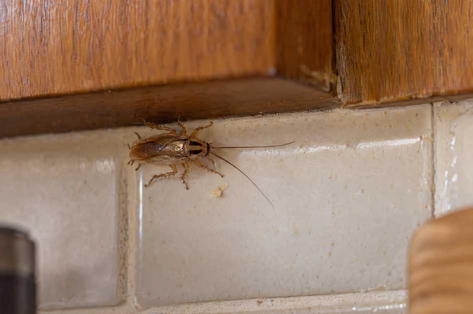 German cockroach along the edge of a kitchen cabinet and tile backsplash