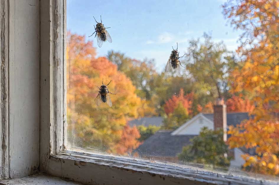 Cluster flies resting on the inside of an attic window with autumn foliage outdoors