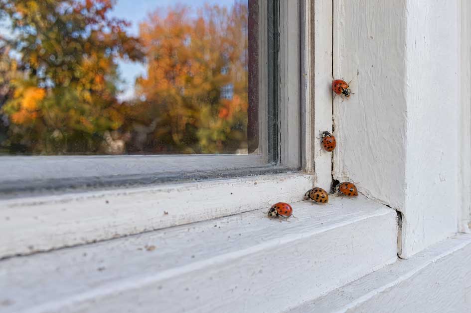 Multicolored Asian lady beetles clustered near the corner of a residential window frame