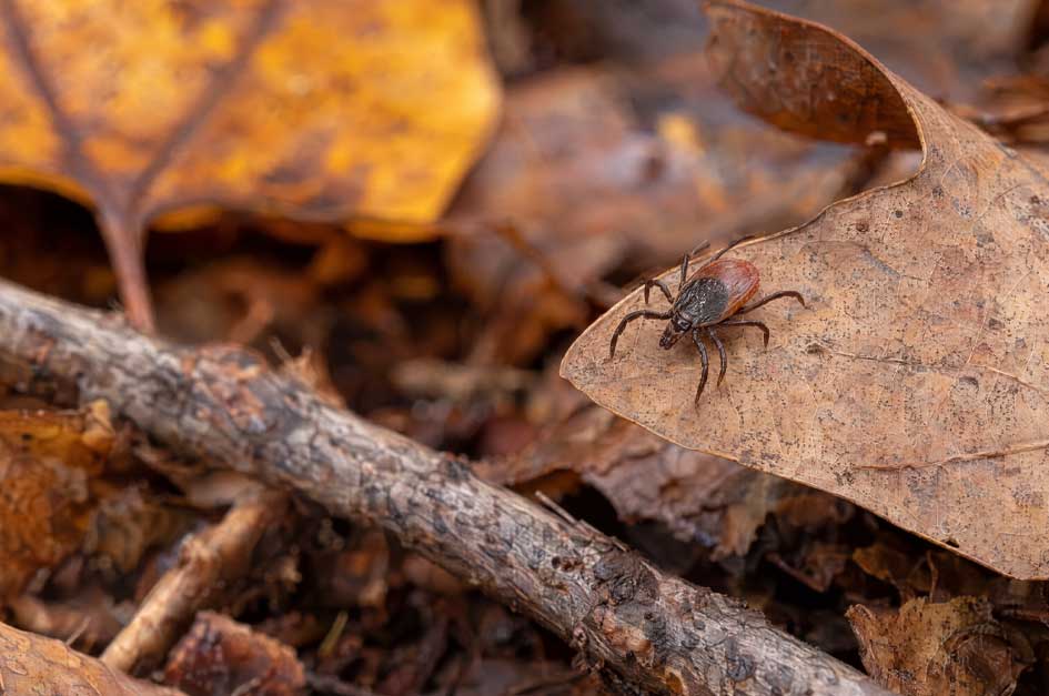 Blacklegged tick crawling across a dried autumn leaf on the woodland floor