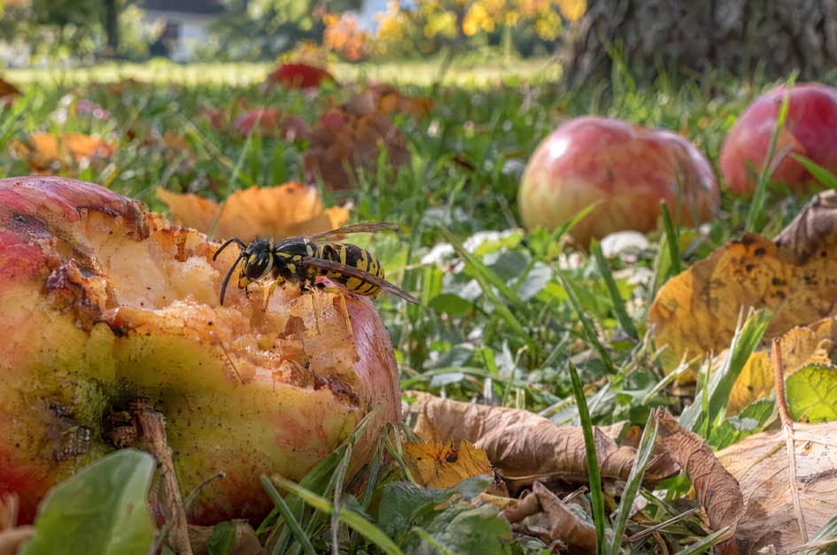 Yellowjacket feeding on a fallen apple in a leafy backyard in October