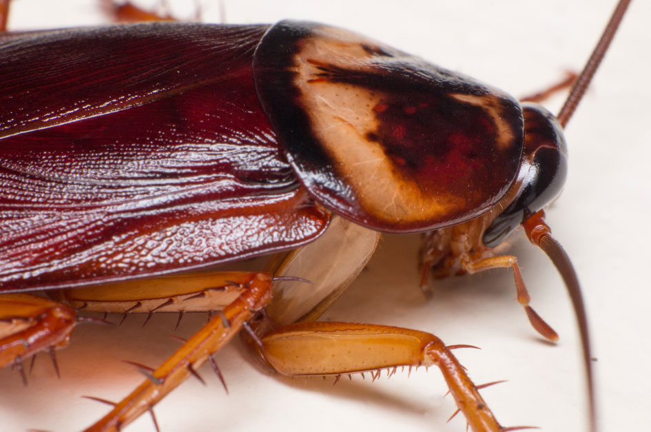 How To Identify Different Roach Species | Evans Pest Control |  Philadelphia's Trusted Exterminator | 267-582-2687